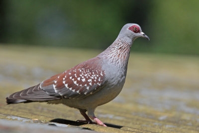 Red-eyed Dove