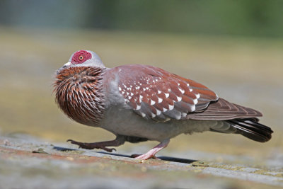 Red-eyed Dove