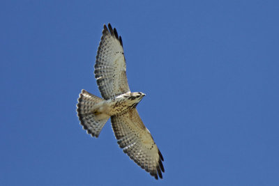 Broad-winged Hawk