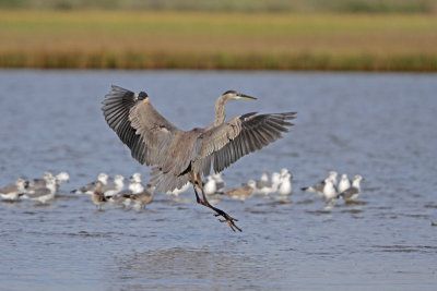 Great Blue Heron