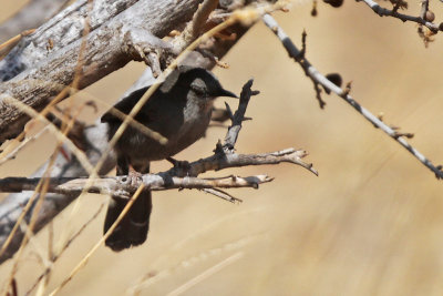 Grey Wren-Warbler