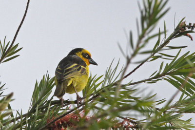 Baglafecht Weaver