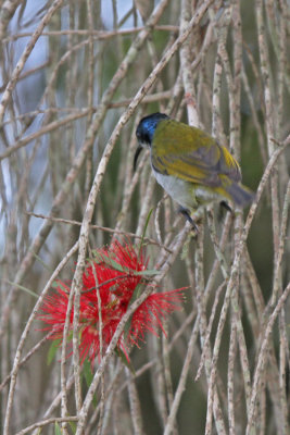 Green-headed Sunbird