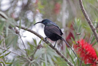 Sunbirds