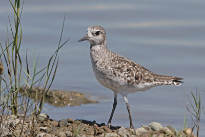 Black-bellied Plover