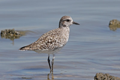 Black-bellied Plover