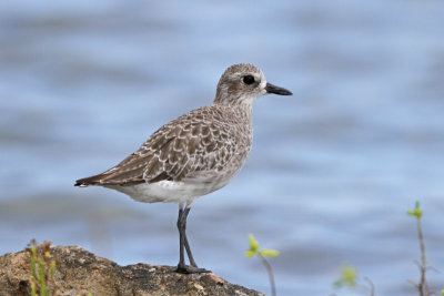 Black-bellied Plover