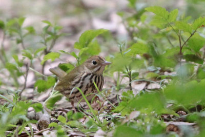 Ovenbird