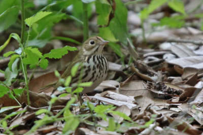 Ovenbird