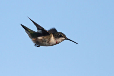 Ruby-throated Hummingbird