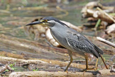 Green-backed Heron