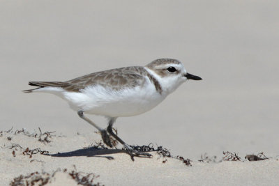 Snowy Plover