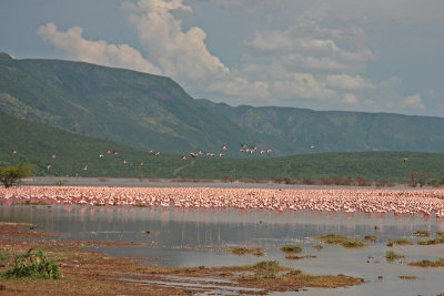Flamingos (mostly Lesser)