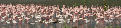 Flamingos (mostly Lesser)