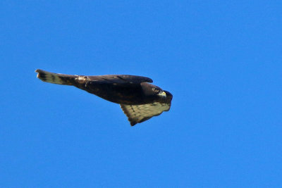 Broad-winged Hawk