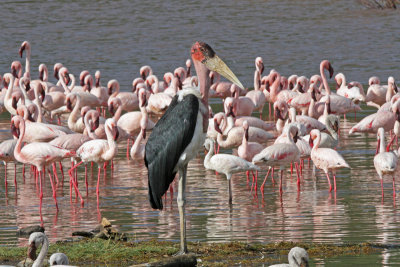 Marabou Stork with Lesser Flamingos