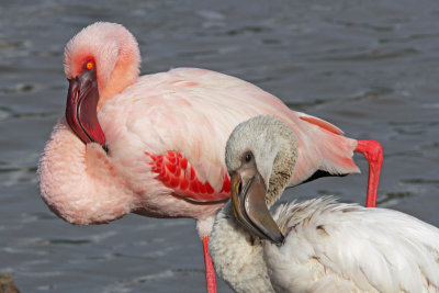 Lesser Flamingos