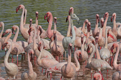 Lesser and Greater Flamingos