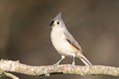 Tufted Titmouse