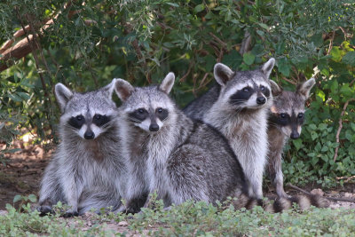 Raccoons