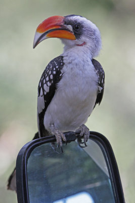 Jackson's Hornbill