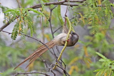 Speckled Mousebird