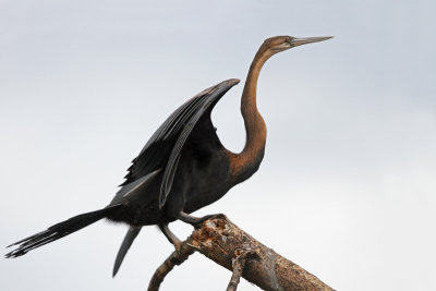 African Darter