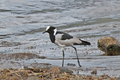 Blacksmith Plover