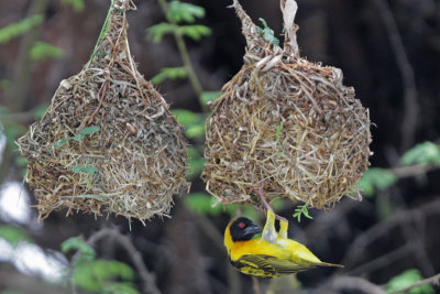 Black-headed Weaver