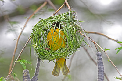 Black-headed Weaver