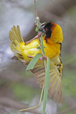 Black-headed Weaver