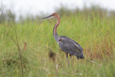 Goliath Heron