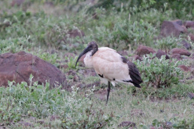 Sacred Ibis