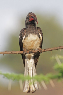 Hemprichs Hornbill