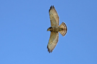 Broad-winged Hawk