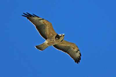 Swainson's Hawk