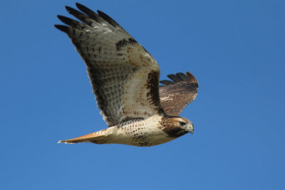 Red-tailed Hawk