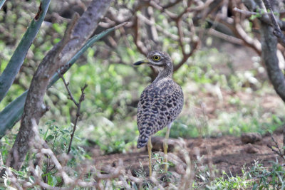 Spotted Thick-knee