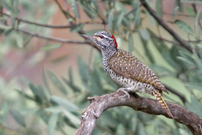 Nubian Woodpecker f.
