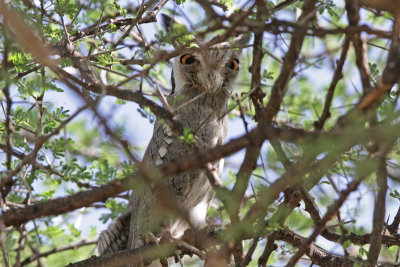 White-faced Scops Owl