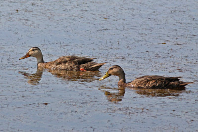 Mottled Ducks