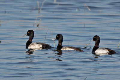 Lesser Scaup