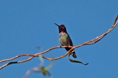 Anna's Hummingbird