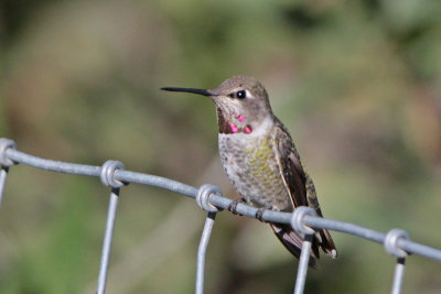 Anna's Hummingbird