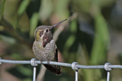 Anna's Hummingbird