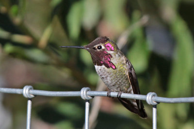 Anna's Hummingbird