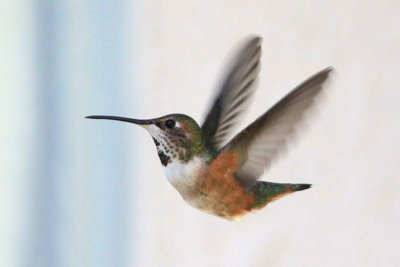 Allen's Hummingbird