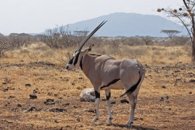 Beisa Oryx