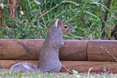 Eastern Gray Squirrel