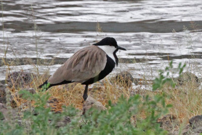 2013-08-16_8092-spur-wingedplover.jpg